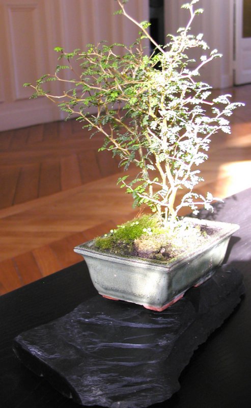 Ikbana, ardoise support pour bonsai, Sylkoan
