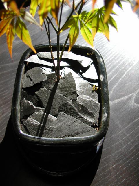 Ikbana, ardoise support pour bonsai, Sylkoan