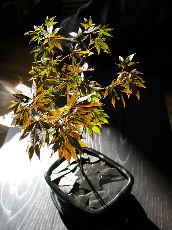Ikbana, ardoise support pour bonsai, Sylkoan