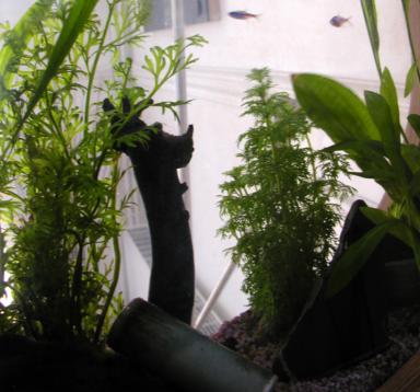 Ardoise pour aquarium, by Design Made in Terre