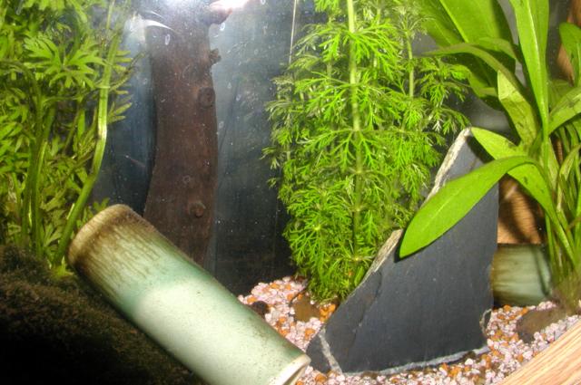 Ardoise pour aquarium, by Design Made in Terre
